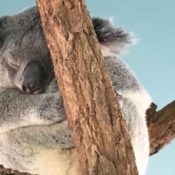 A picture of a cute Koala.